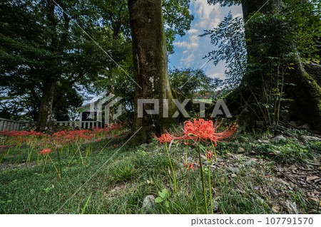 九里宮一景,是慶子天皇的弟弟公主(乙姬)造訪美濃時出現在《日本書紀》中的傳奇之地。 九里宮一景,是慶子天皇的弟弟公主(乙姬)造訪美濃時出現在《日本書紀》中的傳奇之地。 107791570