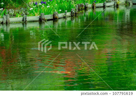 Photographing the garden of Umemiya Taisha Shrine in Ukyo Ward, Kyoto City under the gentle early summer sun Photographing the garden of Umemiya Taisha Shrine in Ukyo Ward, Kyoto City under the gentle early summer sun 107791619