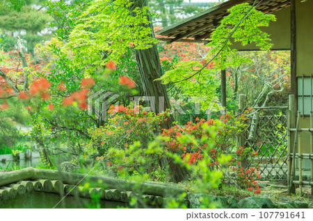 在初夏柔和的陽光下拍攝京都市右京區梅宮大社的庭園 107791641