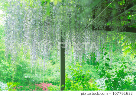 在初夏柔和的陽光下拍攝京都市右京區梅宮大社的庭園 107791652