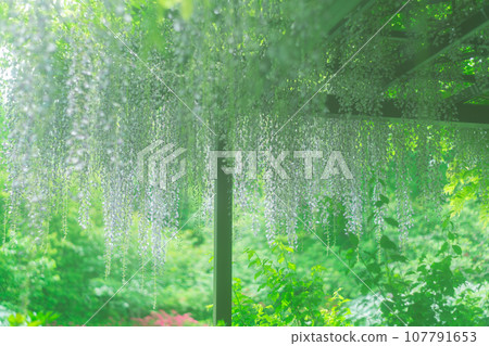 在初夏柔和的陽光下拍攝京都市右京區梅宮大社的庭園 107791653