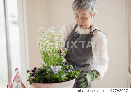 An elegant Japanese woman with gray hair planting trees An elegant Japanese woman with gray hair planting trees 107792027