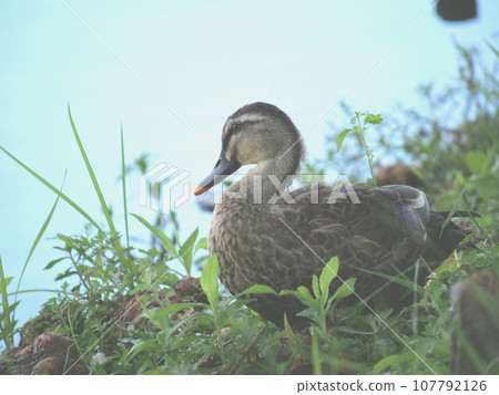 Spot-billed duck resting in the grass Spot-billed duck resting in the grass 107792126