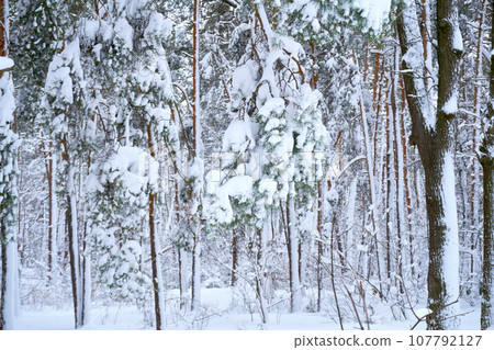 Peace and tranquility in a winter park with large trees and dense branches Peace and tranquility in a winter park with large trees and dense branches 107792127