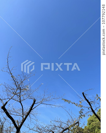 Blue sky and dead trees on a clear day (October) Blue sky and dead trees on a clear day (October) 107792148