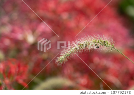 Setaria viridis Setaria viridis 107792178