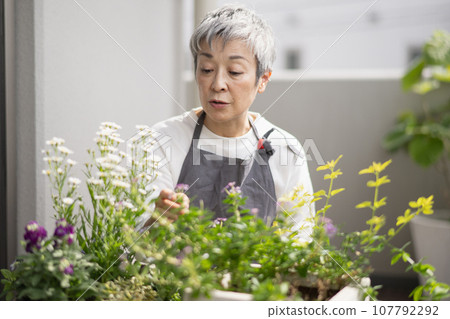 An elegant Japanese woman with gray hair growing plants on the balcony An elegant Japanese woman with gray hair growing plants on the balcony 107792292