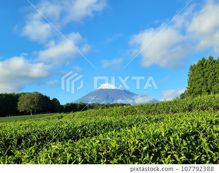 Snow-capped Mt. Fuji over a tea plantation in autumn 107792388