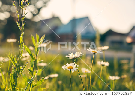 A beautiful picture of nature with a blooming chamomile. Chamomile on the background of houses. Chamomile spring floral sky landscape. The concept of country life. High quality photo 107792857