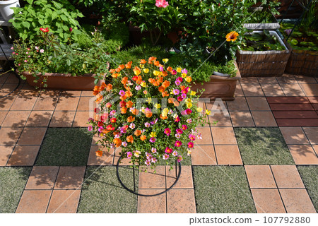 手工花園的主角是馬齒莧，它的花朵盛開，色彩繽紛。 107792880