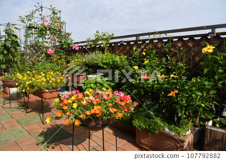A roof balcony full of greenery and flowers - living together with plants A roof balcony full of greenery and flowers - living together with plants 107792882