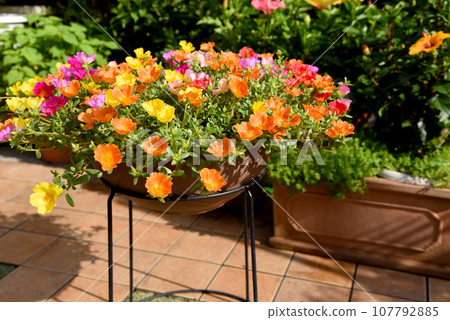 A colorful and prolific blooming portulaca that looks great in the garden 107792885