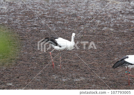 Stork Stork 107793005