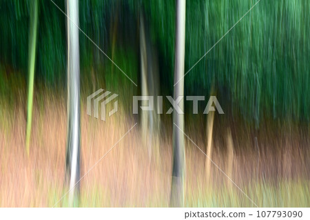 Bamboo forest image by ICM Bamboo forest image by ICM 107793090