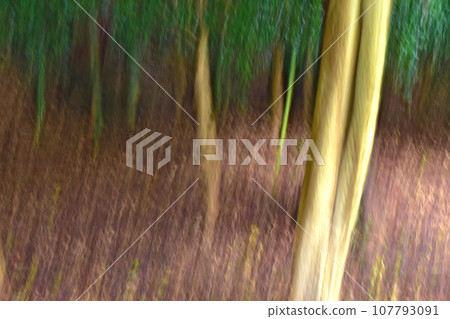 竹林 圖片由 ICM 提供 竹林 圖片由 ICM 提供 107793091