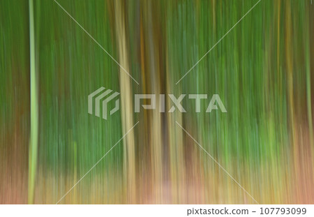 竹林 圖片由 ICM 提供 竹林 圖片由 ICM 提供 107793099