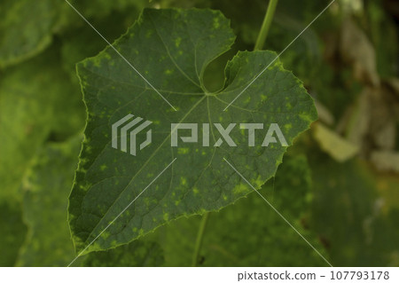 Green leaf of Ridge gourd in the garden 107793178