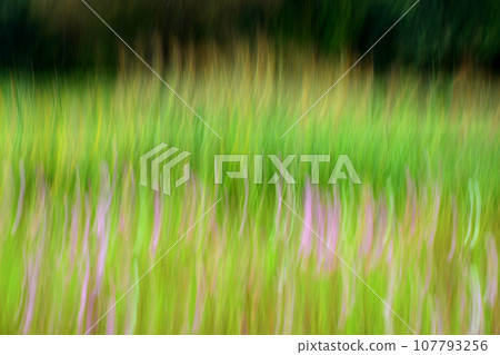 Weed image by ICM 107793256