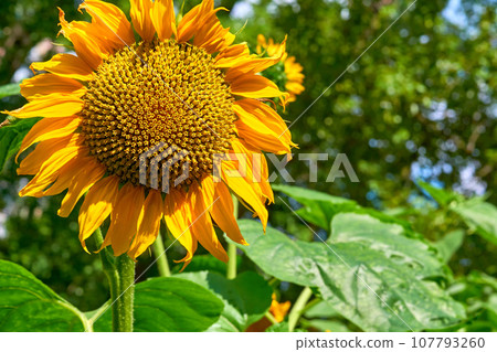 Sunflower grown,used for preparation of oils, margarine, cosmetic additives Sunflower grown,used for preparation of oils, margarine, cosmetic additives 107793260