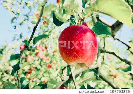 red apple on the tree red apple on the tree 107793279