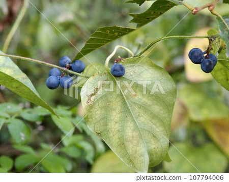 Blue fruit of Aotsuzurahuji 107794006