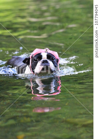 Mighty，戴著護目鏡在宮古河裡游泳的可愛波士頓梗♡ 107794045