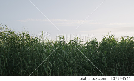 reed swaying on the wind in sunset light 107794545