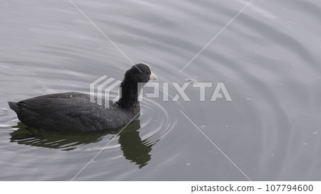 coot searching for food near coastline of a pond 107794600