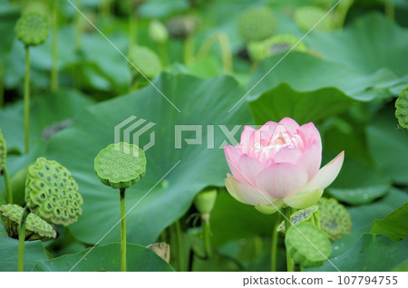 在農村看到的蓮花 在農村看到的蓮花 107794755