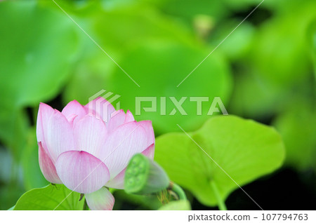 Lotus flowers seen in the countryside 107794763