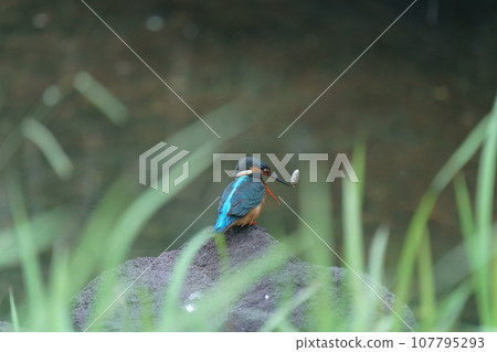 Kingfisher spitting pellets Kingfisher spitting pellets 107795293