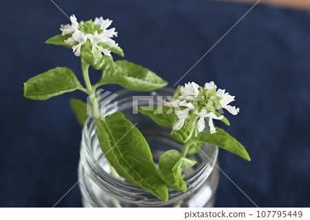 herbal flowers in a jar 107795449