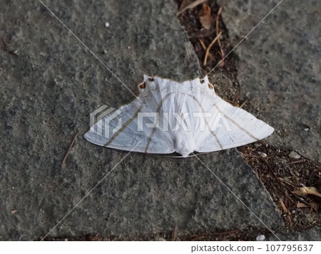 Beautiful moth Beautiful moth 107795637