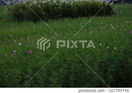 Autumn wind 107795749