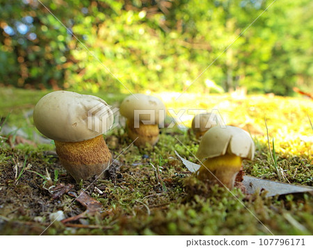 Ecological photo of Kyascus edulis 107796171