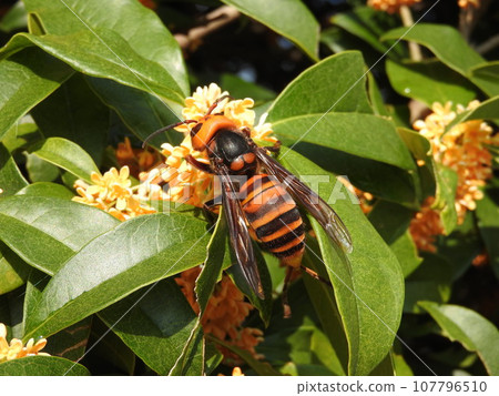 來到桂花叢中的“日本大黃蜂” 來到桂花叢中的“日本大黃蜂” 107796510