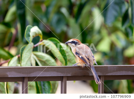 伯勞在花園的柵欄上休息 伯勞在花園的柵欄上休息 107796909