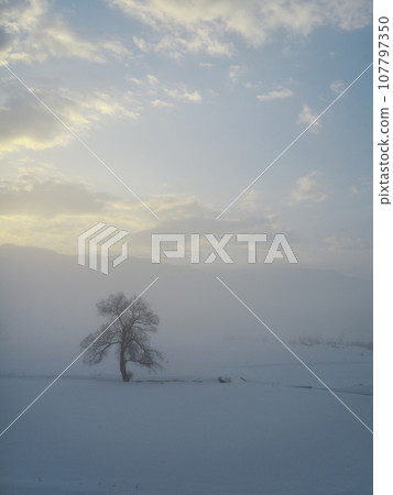 A lone tree stands in the snowy field of the Chikuma River filled with morning mist. 107797350