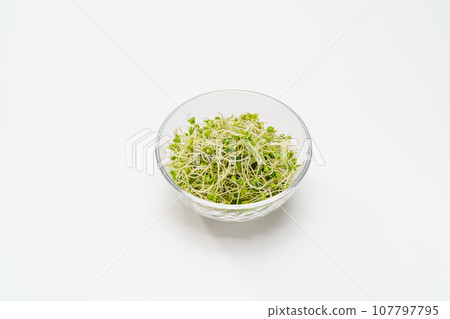 Broccoli Sprout 107797795