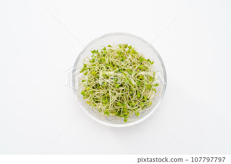 Broccoli Sprout Broccoli Sprout 107797797