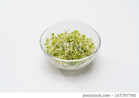 Broccoli Sprout Broccoli Sprout 107797798