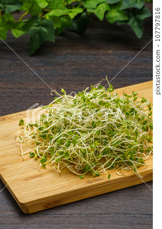 Broccoli Sprout Broccoli Sprout 107797816
