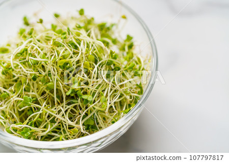 Broccoli Sprout Broccoli Sprout 107797817