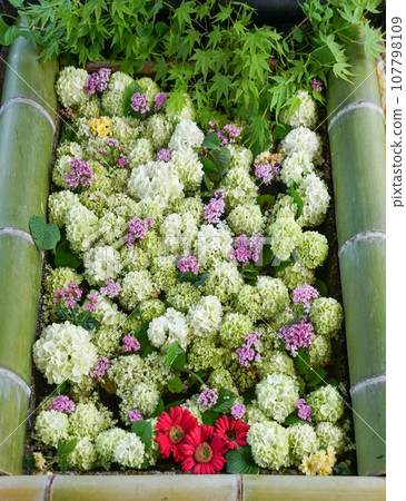 Flower hand water at Otori Shrine, also known as “Tenno-san” (Koka City, Shiga Prefecture) Flower hand water at Otori Shrine, also known as “Tenno-san” (Koka City, Shiga Prefecture) 107798109