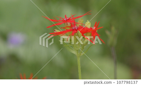 Flowers of Enbensenow Flowers of Enbensenow 107798137