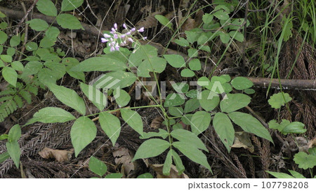 Flower of Alecidnus bali 107798208