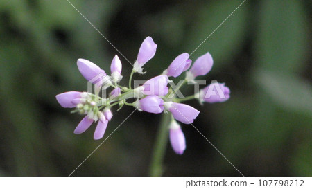 Flower of Alecidnus bali 107798212