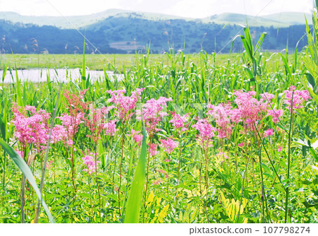 Akabanashimotsuke flowers blooming in the wetland (Kirigamine Yashima Wetland) 107798274