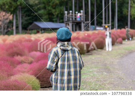 A woman walking through the kochia fields in Igano A woman walking through the kochia fields in Igano 107798338