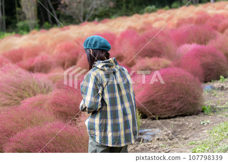 A woman walking through the kochia fields in Igano A woman walking through the kochia fields in Igano 107798339